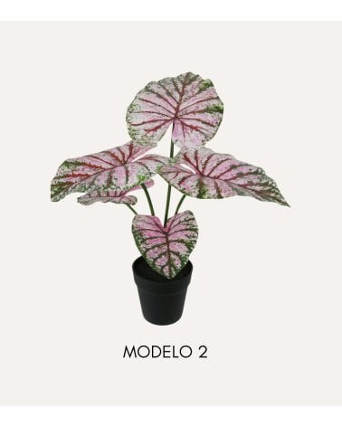 Planta Decorativa Bicolor Caladium en Maceta