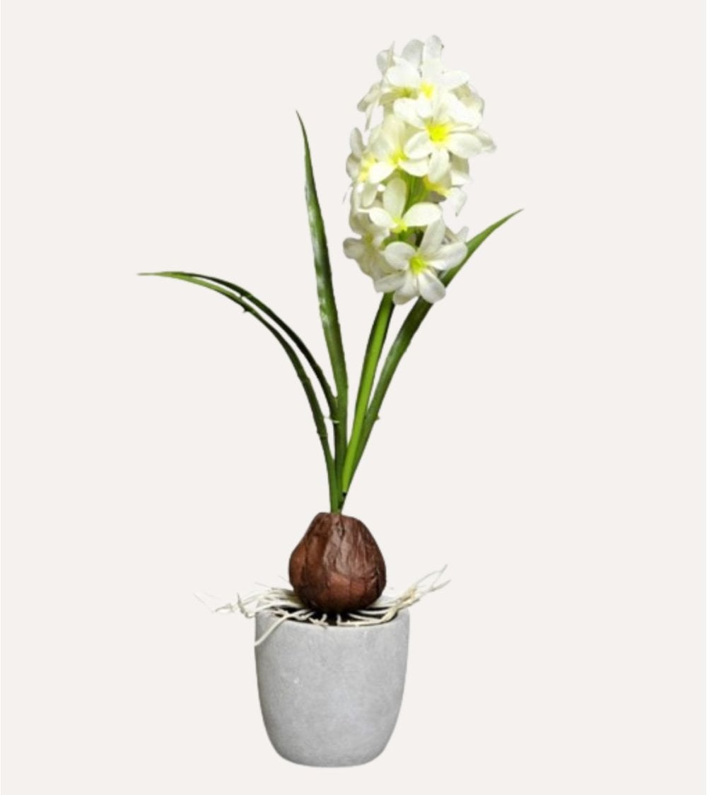 Jacinto decorativo en Maceta de Cemento