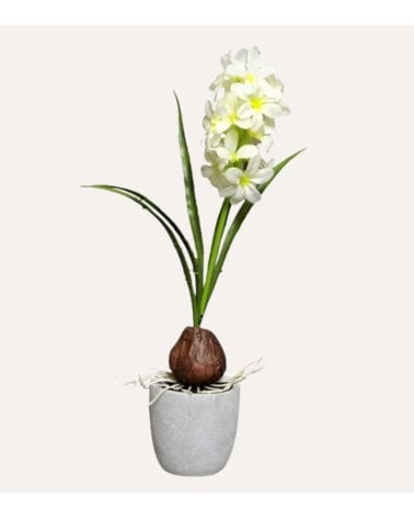Jacinto decorativo en Maceta de Cemento