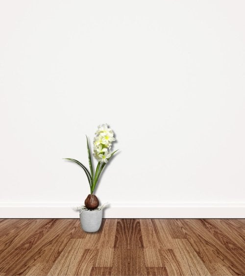 Jacinto decorativo en Maceta de Cemento