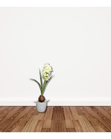 Jacinto decorativo en Maceta de Cemento