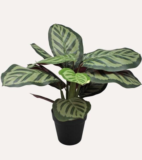 Calatea Rosa Decorativa en Maceta