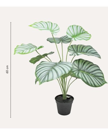 Calatea Decorativa en Maceta