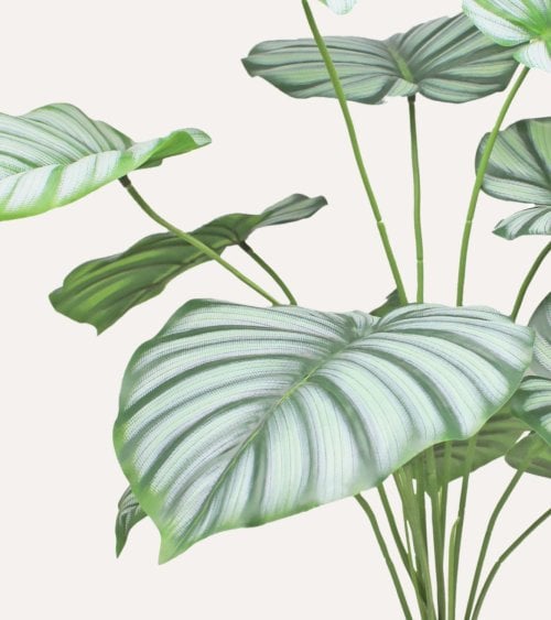 Calatea Decorativa en Maceta