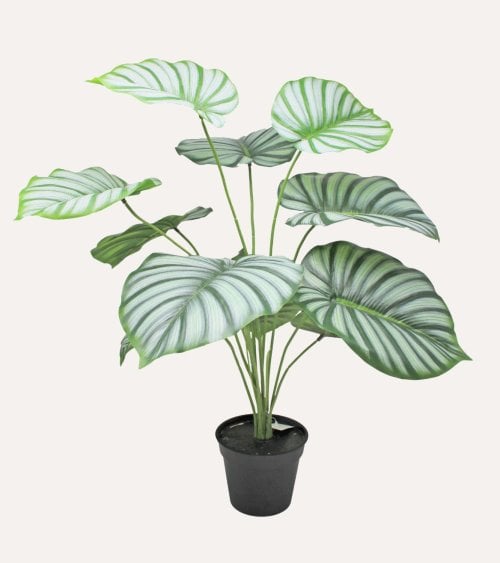 Calatea Decorativa en Maceta