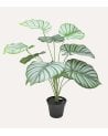 Calatea Decorativa en Maceta