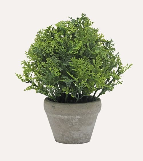 Pino Decorativo en Maceta de Cemento