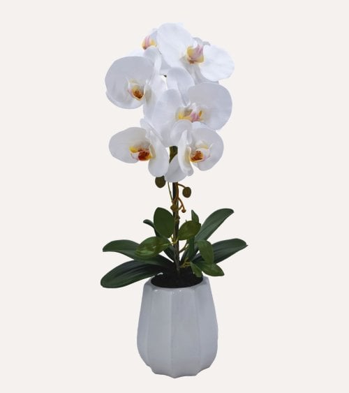 Phalenopsis Decorativa en Maceta de Cerámica