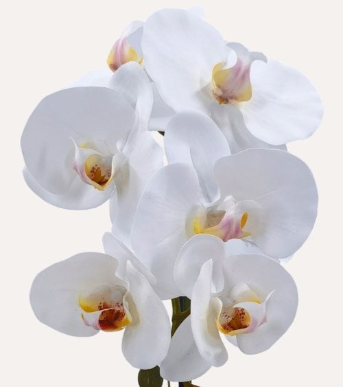 Phalenopsis Decorativa en Maceta de Cerámica