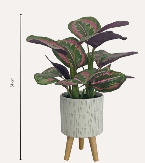 Calatea Decorativa en Maceta de Cerámica con Patas de Madera