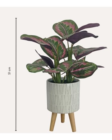 Calatea Decorativa en Maceta de Cerámica con Patas de Madera