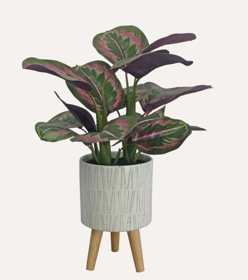 Calatea Decorativa en Maceta de Cerámica con Patas de Madera