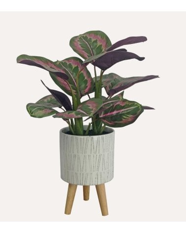 Calatea Decorativa en Maceta de Cerámica con Patas de Madera