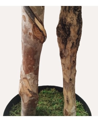 Árbol Sauce Llorón Decorativo con Aspecto Realista