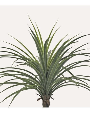 Planta Yuca Decorativa con Aspecto Realista