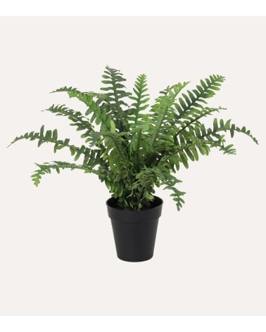 Helecho Frondoso Decorativo con Aspecto Realista