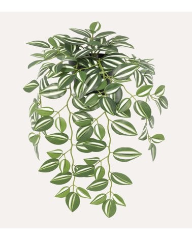 Planta Tradescantia Decorativa en Cascada con Aspecto Realista