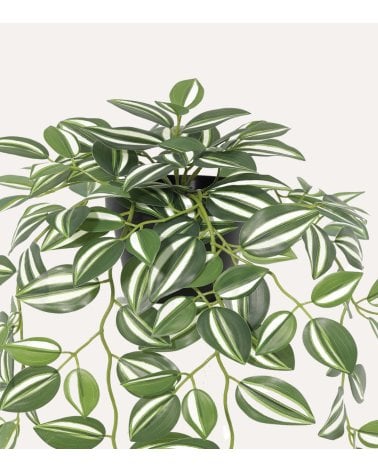 Planta Tradescantia Decorativa en Cascada con Aspecto Realista