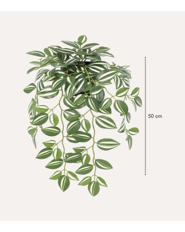 Planta Tradescantia Decorativa en Cascada con Aspecto Realista