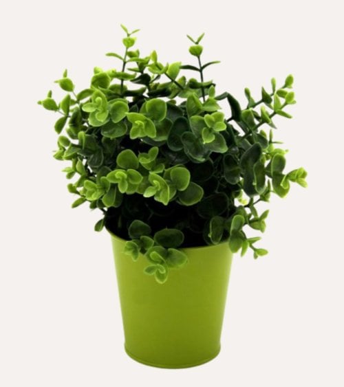 Planta Boj Decorativa en Maceta de Metal