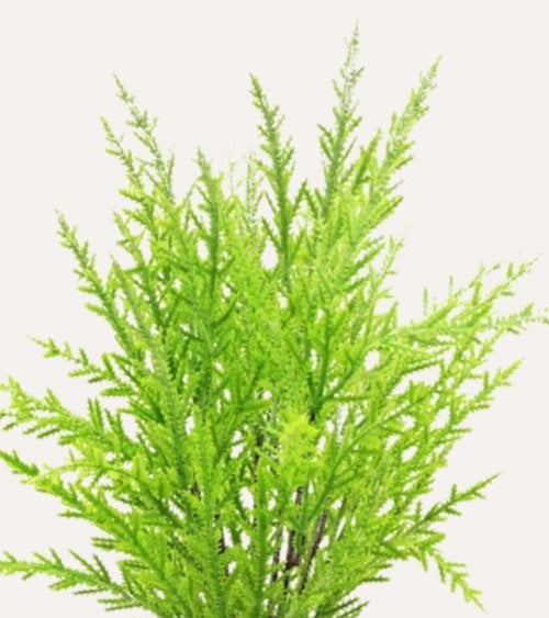 Pino Verde Decorativo en Maceta