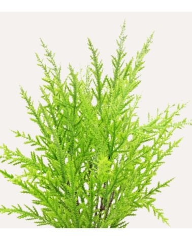 Pino Verde Decorativo en Maceta