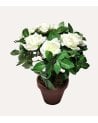 Rosal Blanco Decorativo en Maceta de Aspecto Realista