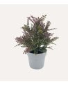 Flores Silvestres Decorativas de Aspecto Realista