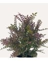 Flores Silvestres Decorativas de Aspecto Realista