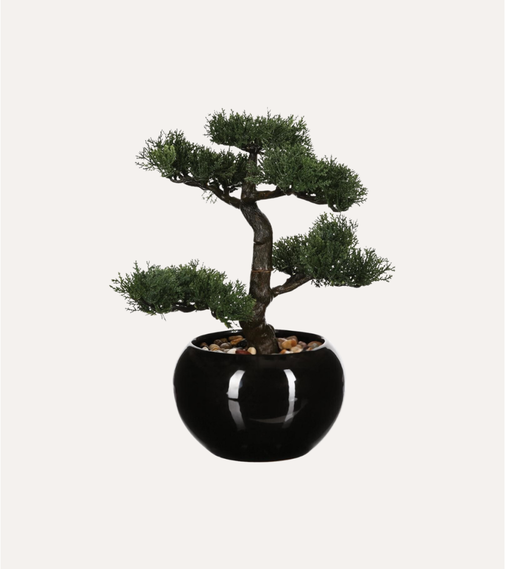 Bonsain con Maceta de Cerámica
