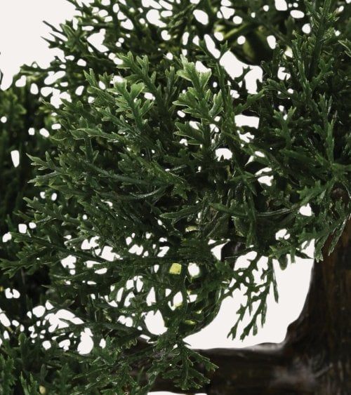 Bonsain con Maceta de Cerámica