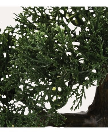 Bonsain con Maceta de Cerámica