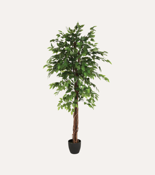 Ficus Decorativo con Maceta de Poliéster