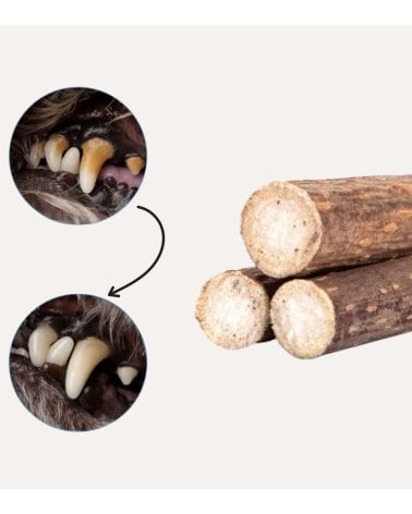 Set de 10 Palitos de Hierba para Gatos para Limpieza Dental