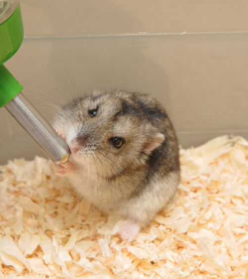 Botella Bebedero para Animales Pequeños