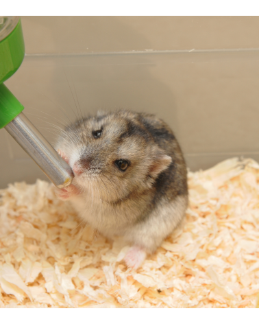 Botella Bebedero para Animales Pequeños