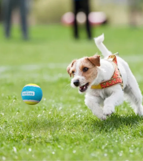 Pelotas de Tenis para Mascotas de Caucho