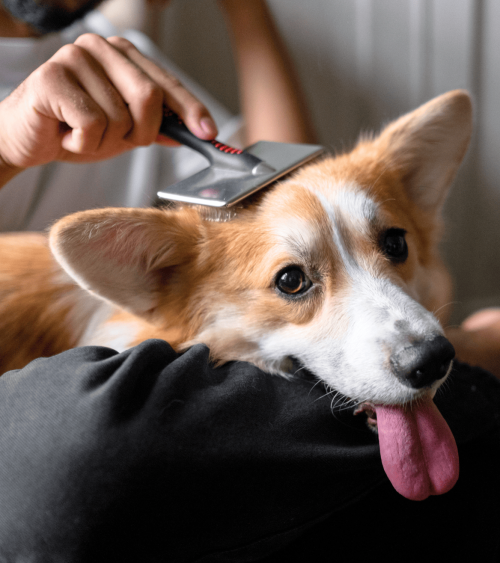 Peine con Púas para Mascotas de Acero