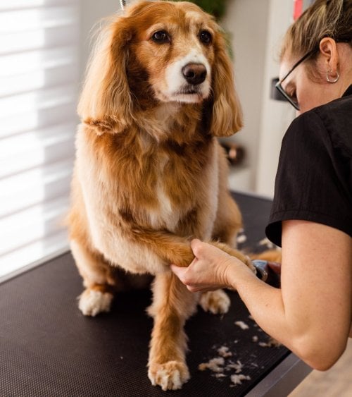 Limador de Uñas para Mascotas de Plástico ABS