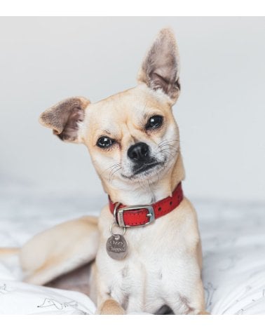 Collar para Perros de Espuma Sólida