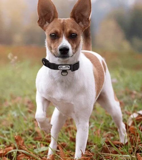 Collar para Perros Trenzado de Doble Capa