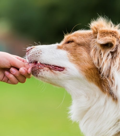 Premio para Perros Huesitos de Pollo y Cuero de Ternera