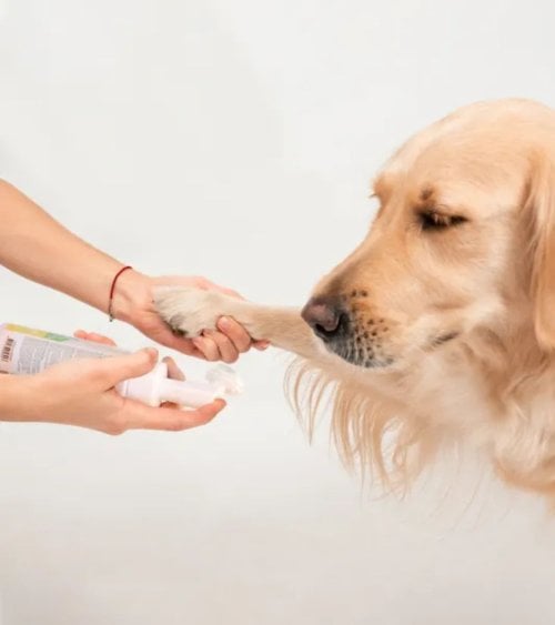 Champú Limpiador de Patas para Perros y Gatos con Cepillo