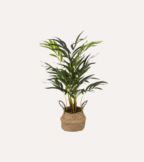 Palmera Decorativa con Maceta de Cemento