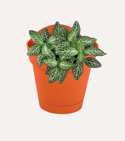 Maceta para Pared de Plástico Areca Terracota