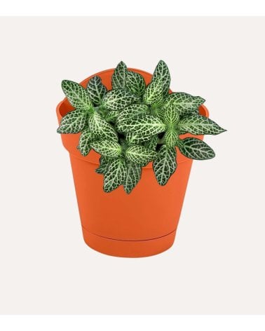 Maceta para Pared de Plástico Areca Terracota