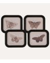 Cuadro Mariposa Vintage de MDF y Cristal