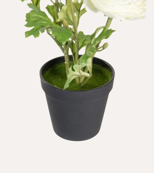 Planta Decorativa Rosal Floreciente en Maceta