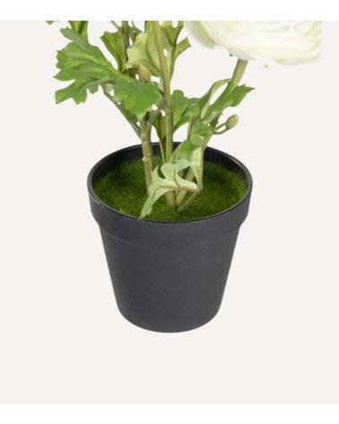 Planta Decorativa Rosal Floreciente en Maceta