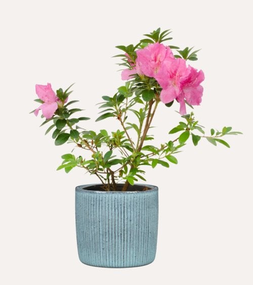 Maceta Lagoon a Rayas de Cerámica